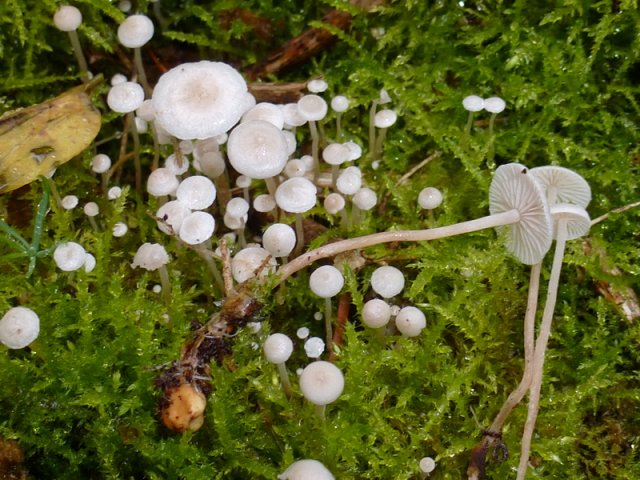Collybia cookei, Gelbknolliger Sklerotienrübling